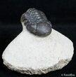 Moroccan Reedops Trilobite - Inches #2777-3